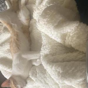Lost Cat Moses