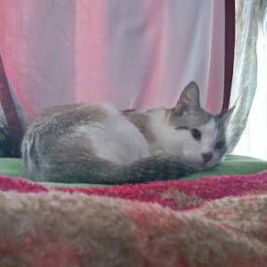 Lost Cat Pearl/perla