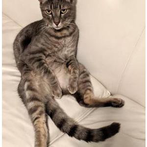 Lost Cat Kevin