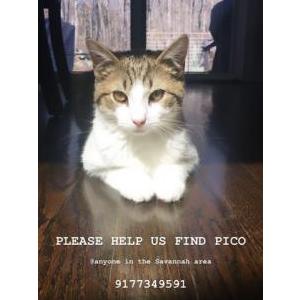 Lost Cat Pico