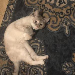 Lost Cat Aoki