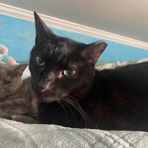 Lost Cat Maceo
