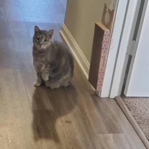 Lost Cat Makutta