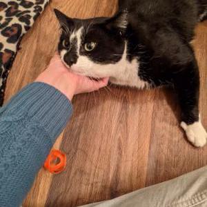 Lost Cat oreo cookie