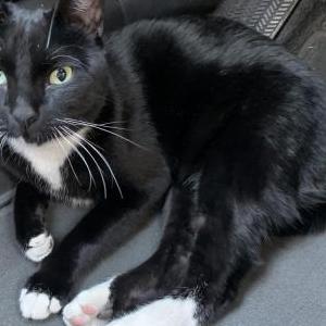 Found Cat Unknown