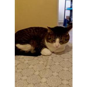Lost Cat Ramesses(Rams)