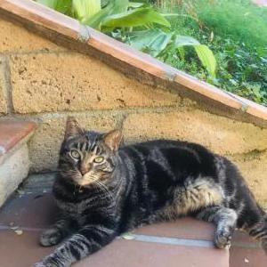 Lost Cat Stanley
