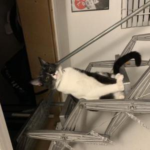 Lost Cat Nova
