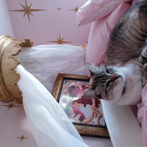 Lost Cat Little momma