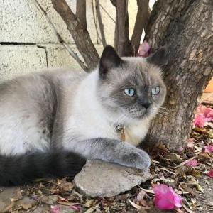 Lost Cat Lucio