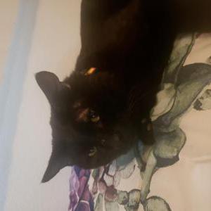 Lost Cat Big meow