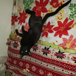 Lost Cat Meow Meow