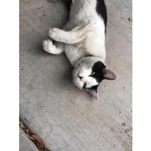 Found Cat Unknow