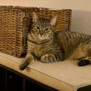 Lost Cat Rocky