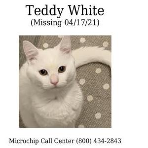 Lost Cat Teddy