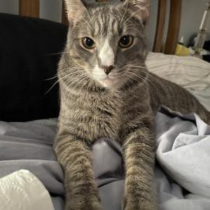 Lost Cat Samson