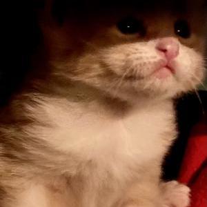 Lost Cat Red