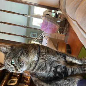 Lost Cat Paisley