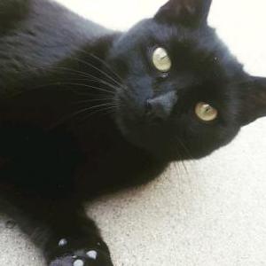Lost Cat BEAR