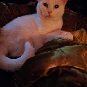 2nd Image of Opal, Lost Cat