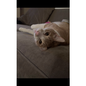 Lost Cat Dennis