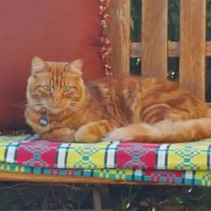Lost Cat Danny