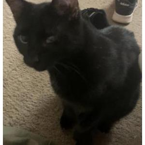 Lost Cat Goody