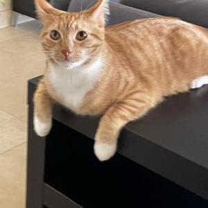 Lost Cat Hazel