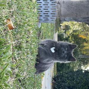 Lost Cat Lavender