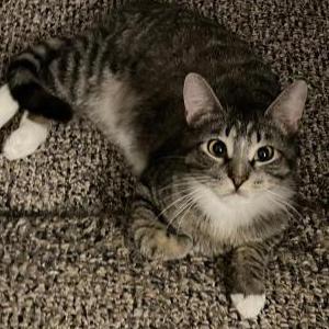 Lost Cat Tiny