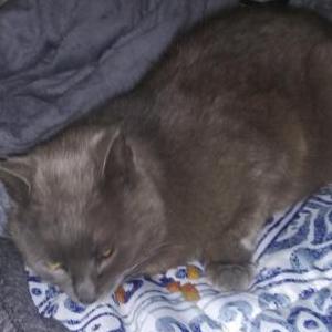 Found Cat Unknown