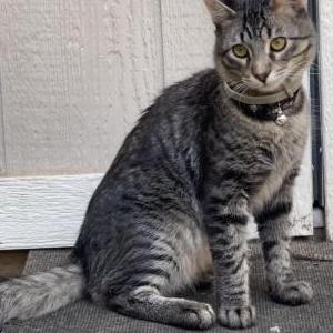 Lost Cat Sai