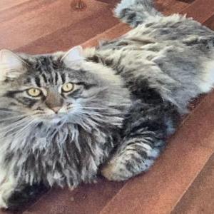 Lost Cat Chesterfield