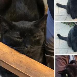 Lost Cat Winkles