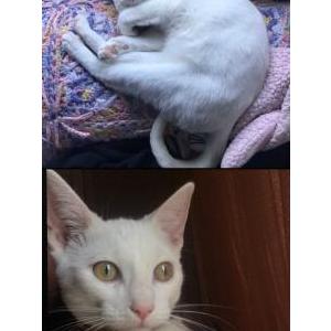 Lost Cat Neives