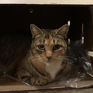 Lost Cat Tigerli