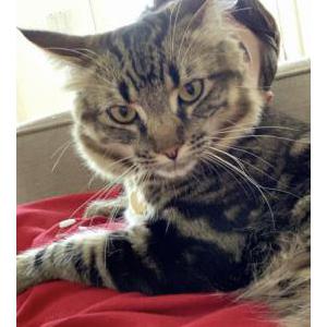Lost Cat Tripp