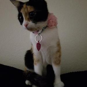 Lost Cat Olivia