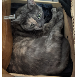 Lost Cat Peatree