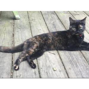 Lost Cat Rayne