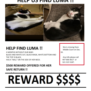 Lost Cat Luma