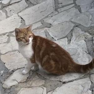 Lost Cat Garfield