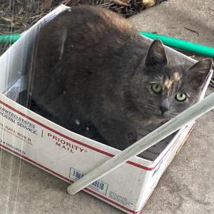 Lost Cat gigi