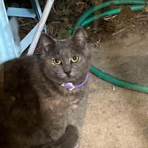 Lost Cat mimi