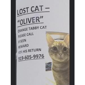 Lost Cat Oliver