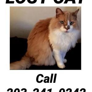 Lost Cat Cody