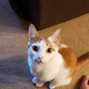 Lost Cat Mordy