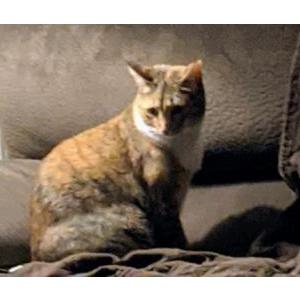 Lost Cat Ginger