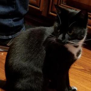 Lost Cat BLUEBERRY