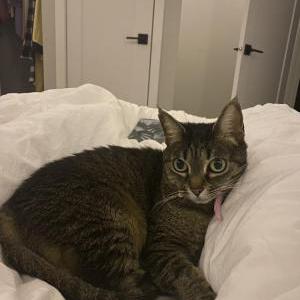 Lost Cat Molly